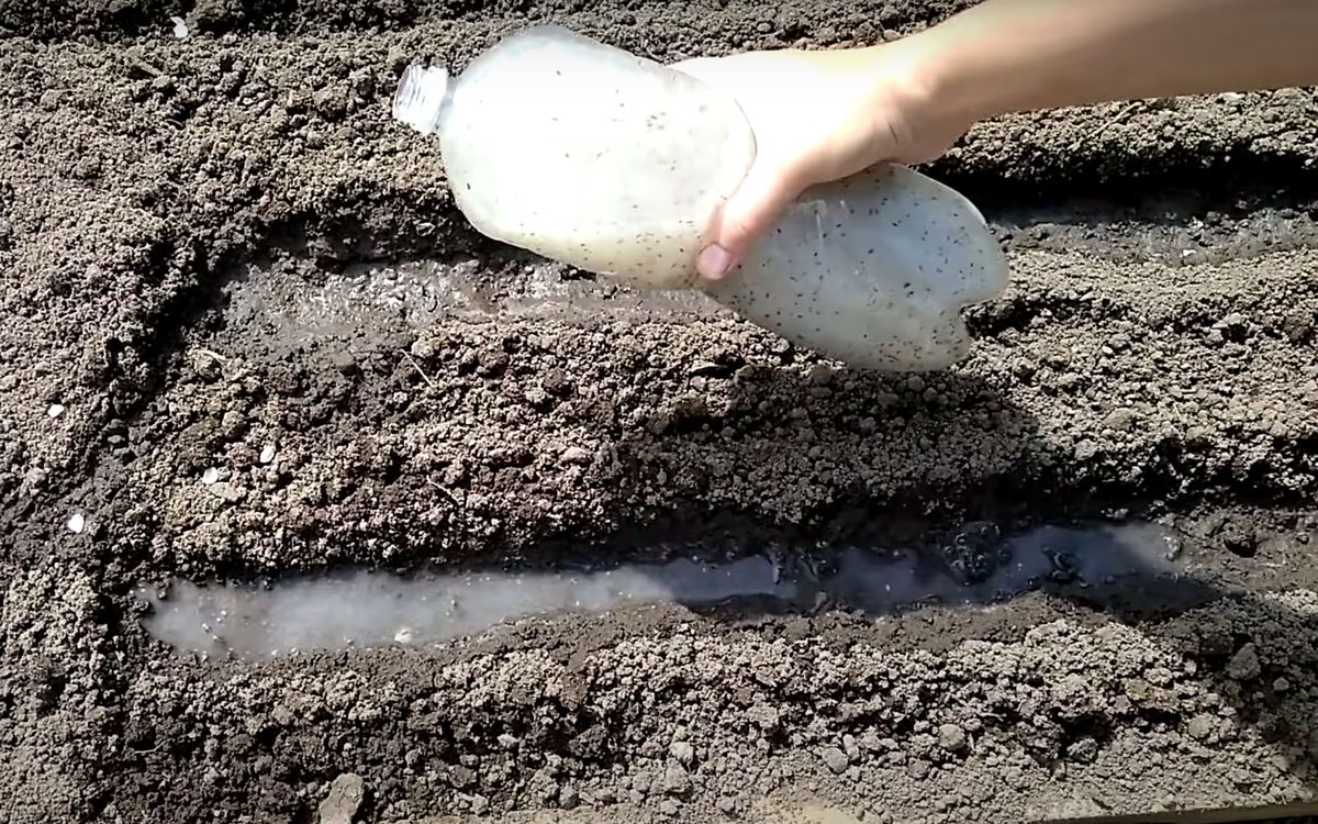 Секреты богатого урожая моркови: необычные методы посадки