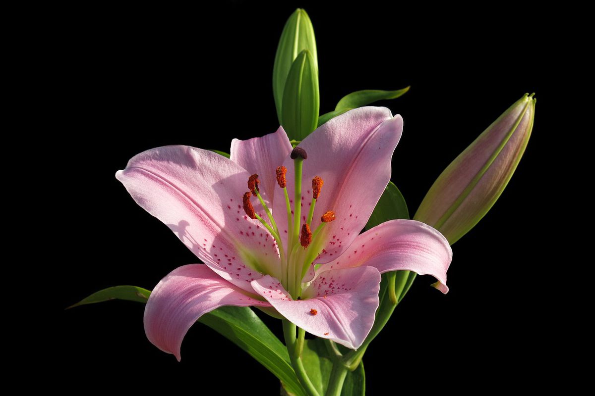 Лилии: секреты успешной посадки и ухода для вашей клумбы