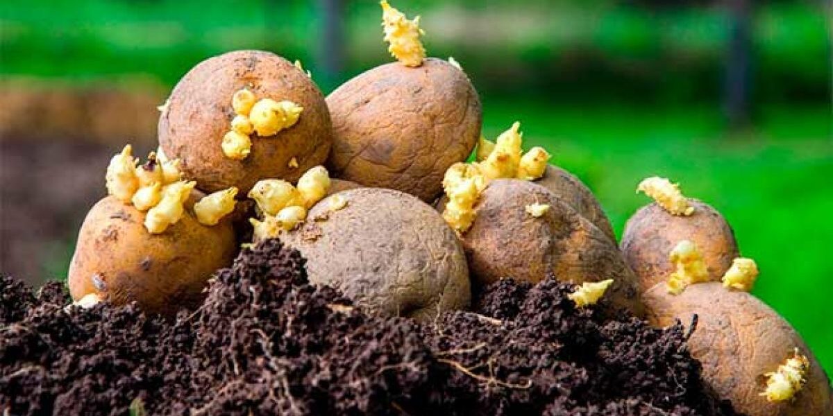 Секреты обильного урожая: как правильно подготовить картофель к посадке