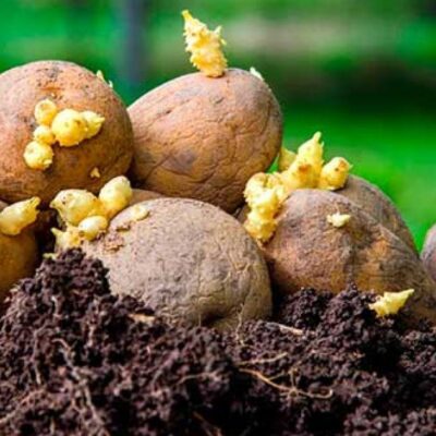 Секреты обильного урожая: как правильно подготовить картофель к посадке