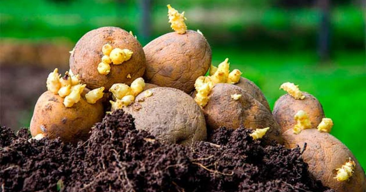 Секреты обильного урожая: как правильно подготовить картофель к посадке