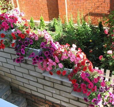 Пышное цветение петуний: секреты ухода и удаления отцветших бутонов