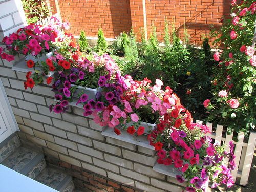 Пышное цветение петуний: секреты ухода и удаления отцветших бутонов