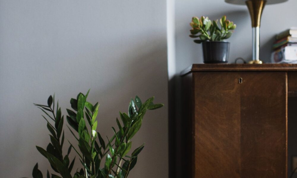 Замиокулькас: уход, размножение и защита от вредителей для вашего дома