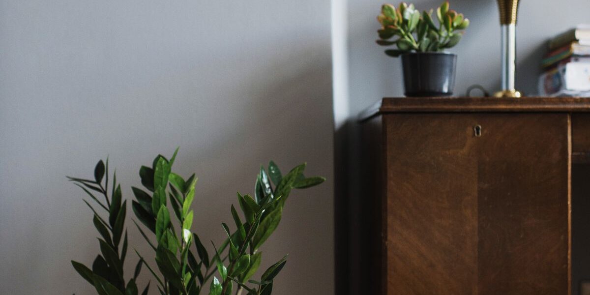 Замиокулькас: уход, размножение и защита от вредителей для вашего дома