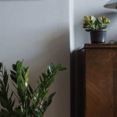 Замиокулькас: уход, размножение и защита от вредителей для вашего дома