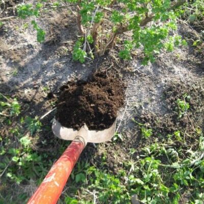 Осенний уход за садом: чем подкормить плодовые деревья и кустарники