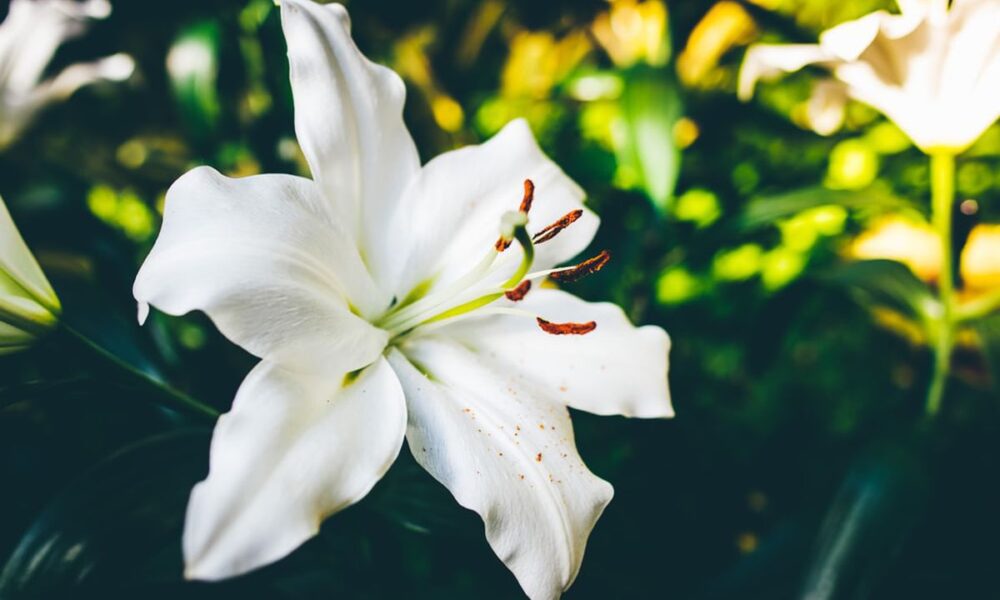 Почему лилии не цветут: 3 главные ошибки при обрезке