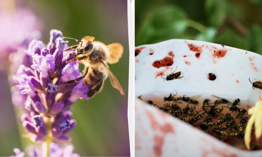 Как избавиться от ос и шершней на даче: 4 эффективных способа