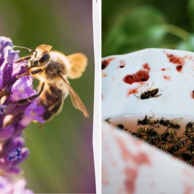 Как избавиться от ос и шершней на даче: 4 эффективных способа