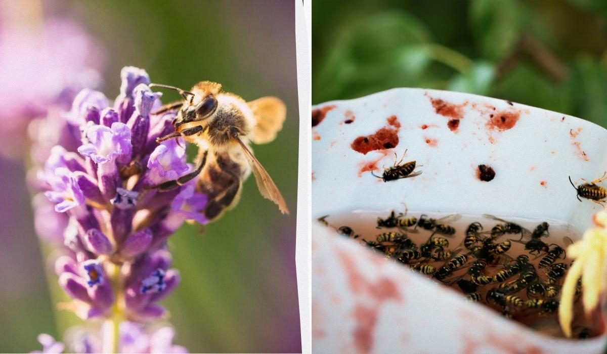 Как избавиться от ос и шершней на даче: 4 эффективных способа