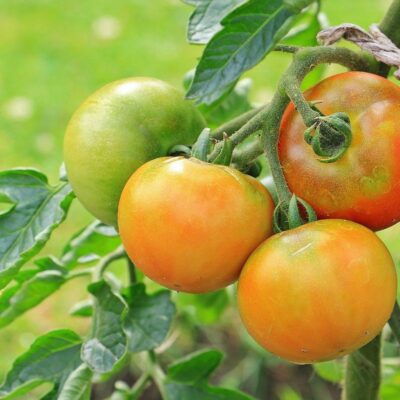 Сохраняем помидоры с дачи: секреты домашнего хранения урожая