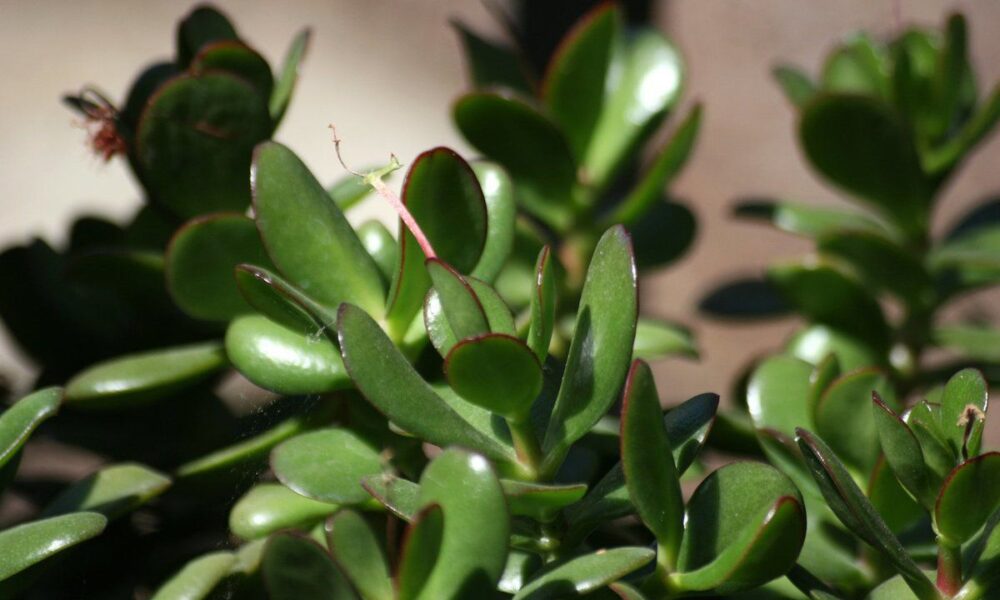 Простые удобрения для денежного дерева: секреты пышного роста и изобилия