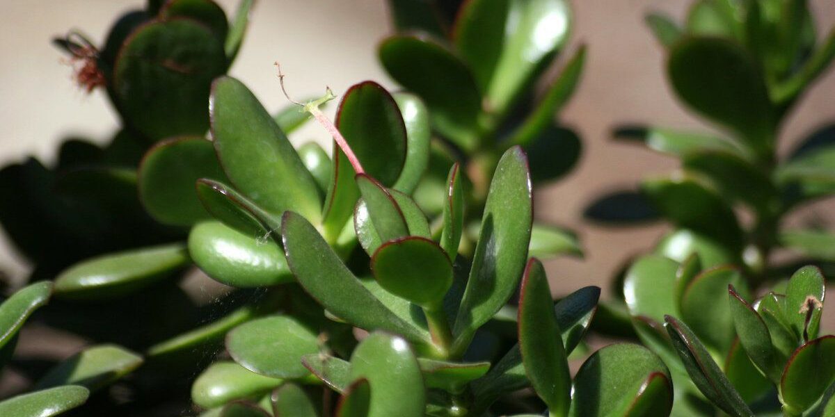 Простые удобрения для денежного дерева: секреты пышного роста и изобилия