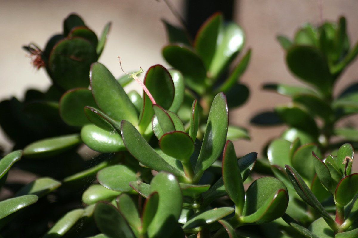 Простые удобрения для денежного дерева: секреты пышного роста и изобилия