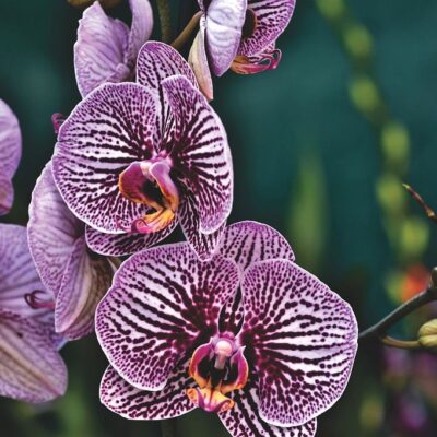 Как выбрать идеальную орхидею: секреты для дома и подарка