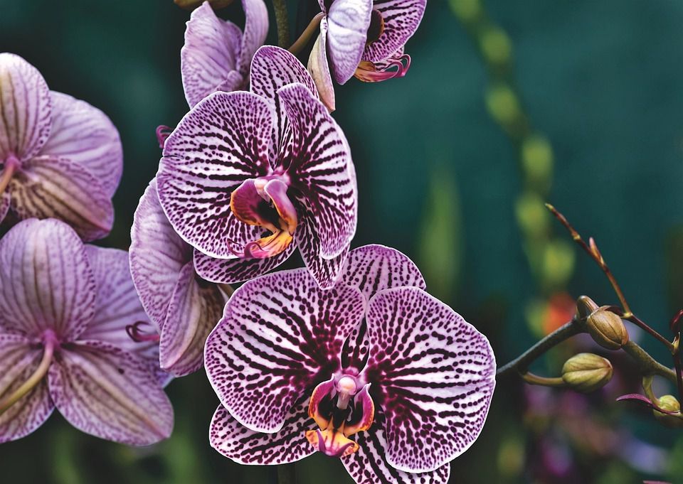 Как выбрать идеальную орхидею: секреты для дома и подарка