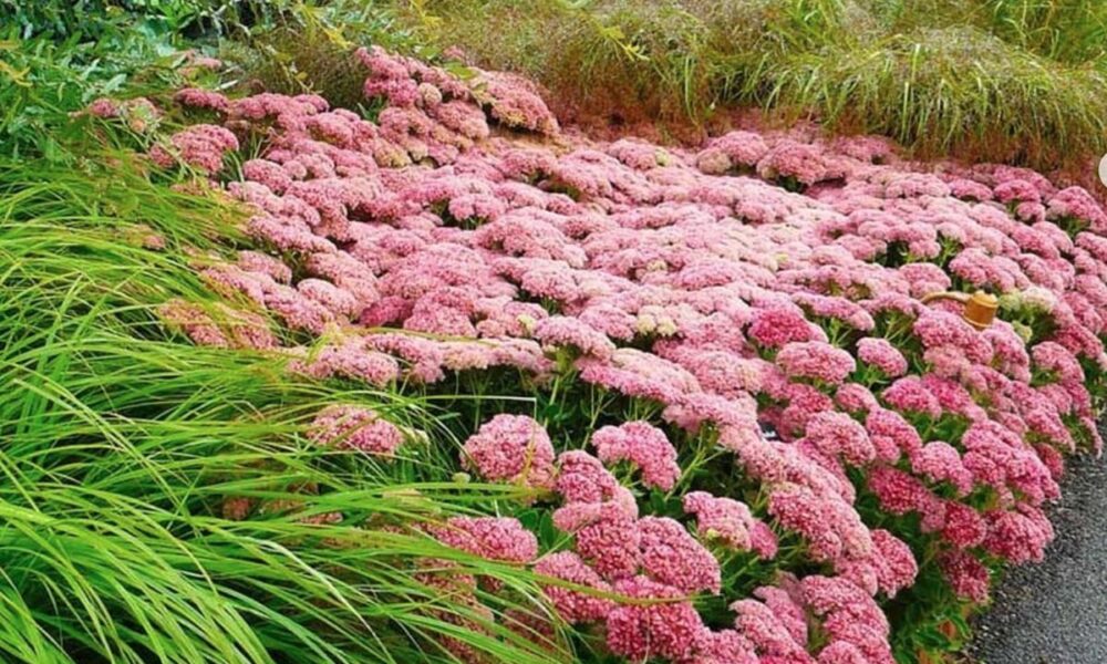 Цветок-идеалист: украсит дорожку, цветет долго и победит сорняки