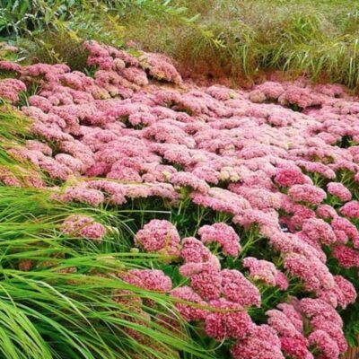 Цветок-идеалист: украсит дорожку, цветет долго и победит сорняки