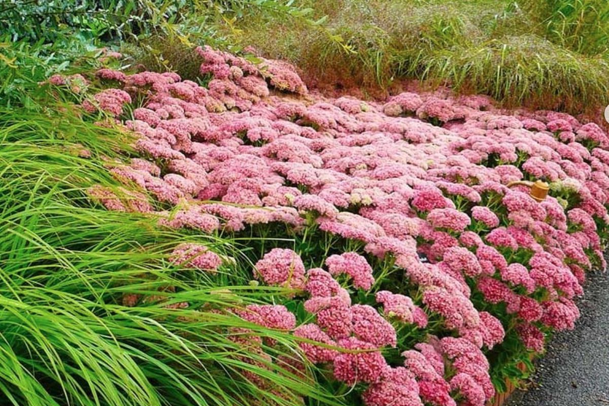 Цветок-идеалист: украсит дорожку, цветет долго и победит сорняки