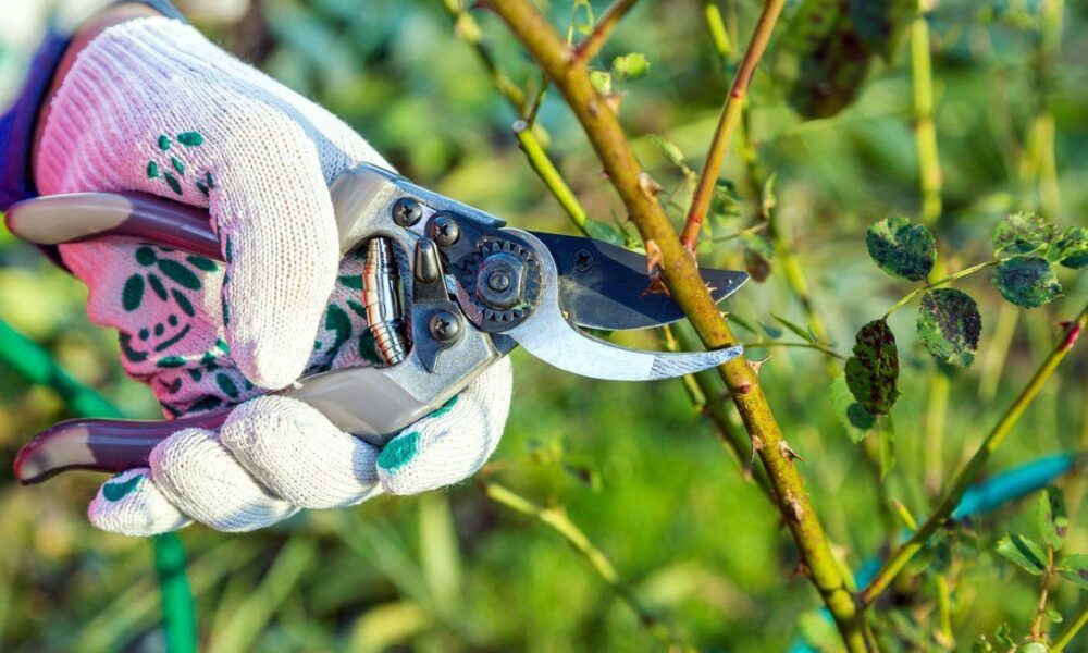 Весенние заботы на даче: с чего начать для уютного дома и сада