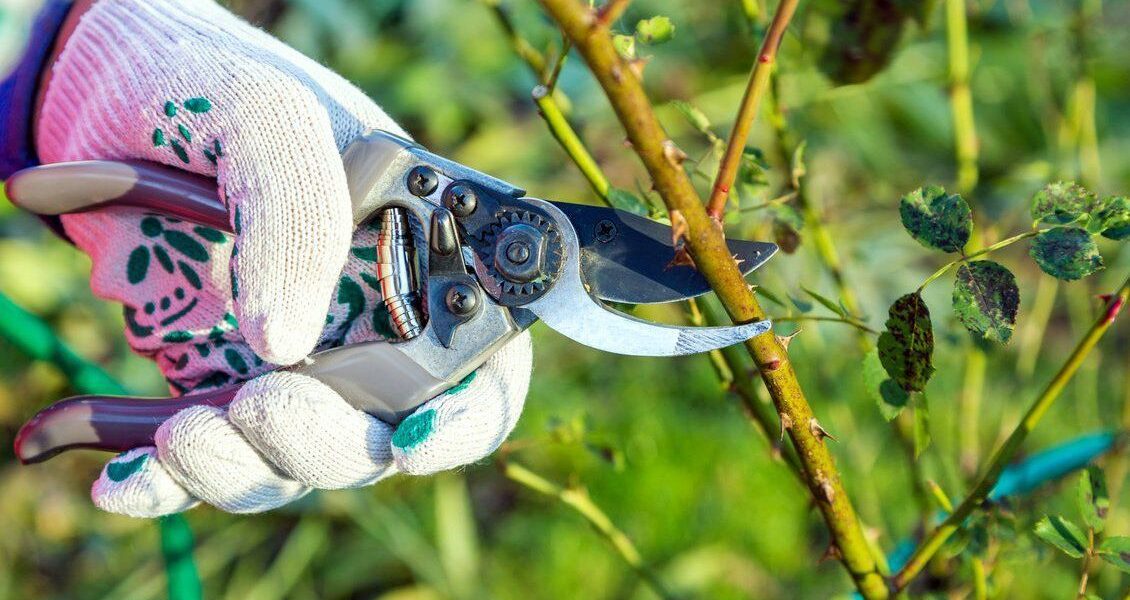 Весенние заботы на даче: с чего начать для уютного дома и сада