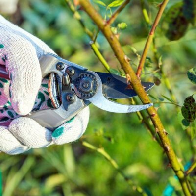 Весенние заботы на даче: с чего начать для уютного дома и сада