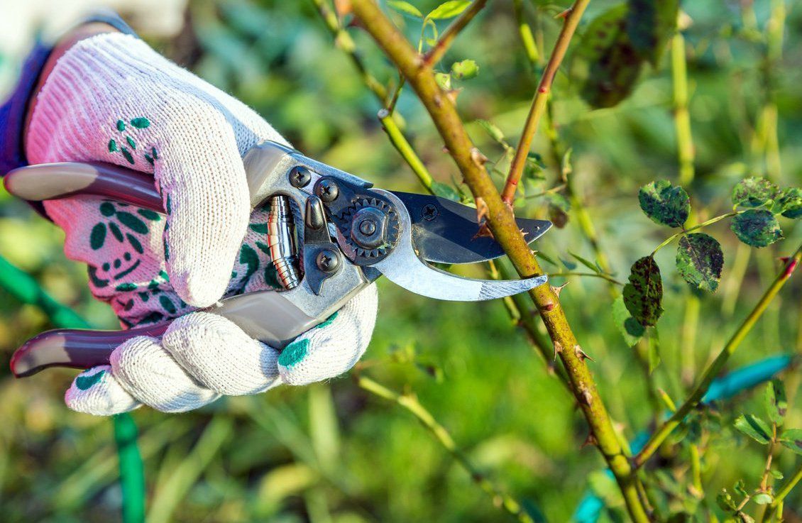 Весенние заботы на даче: с чего начать для уютного дома и сада