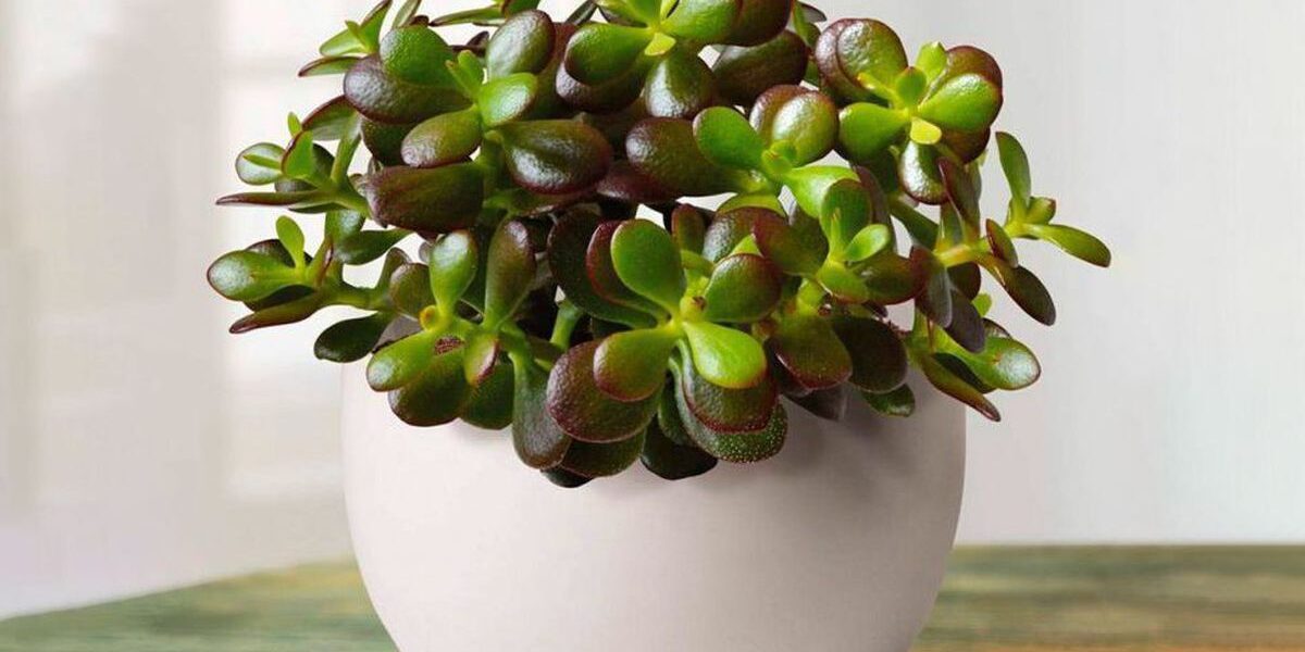 Секреты пышного цветения денежного дерева: 5 проверенных советов для вашего дома