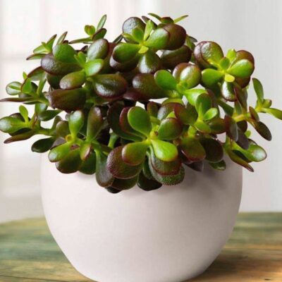 Секреты пышного цветения денежного дерева: 5 проверенных советов для вашего дома