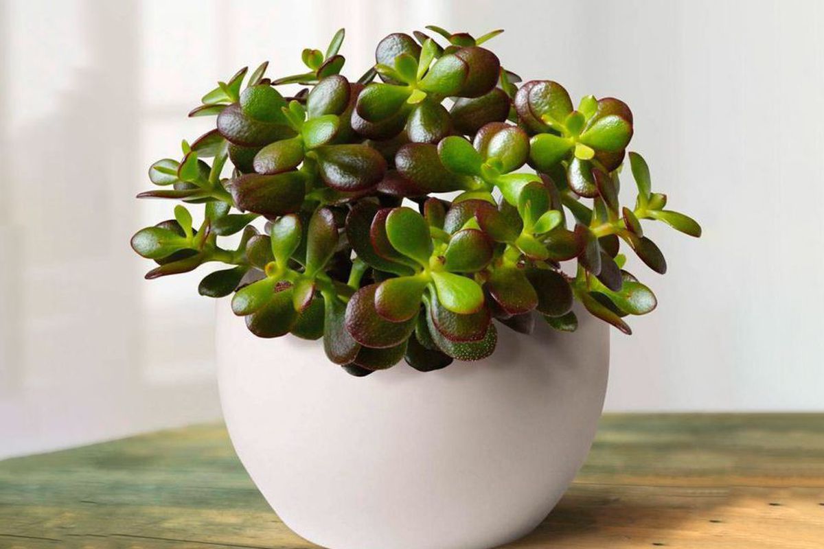 Секреты пышного цветения денежного дерева: 5 проверенных советов для вашего дома