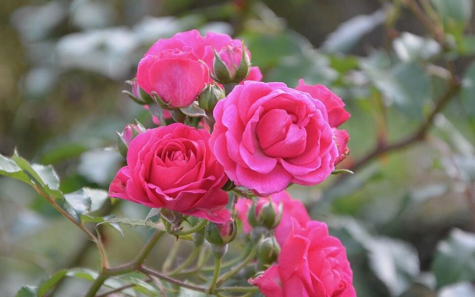 Садовые промахи: избегаем ошибок при посадке декоративных растений