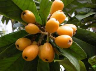 Мушмула: польза, вред и лучшие рецепты для женского здоровья