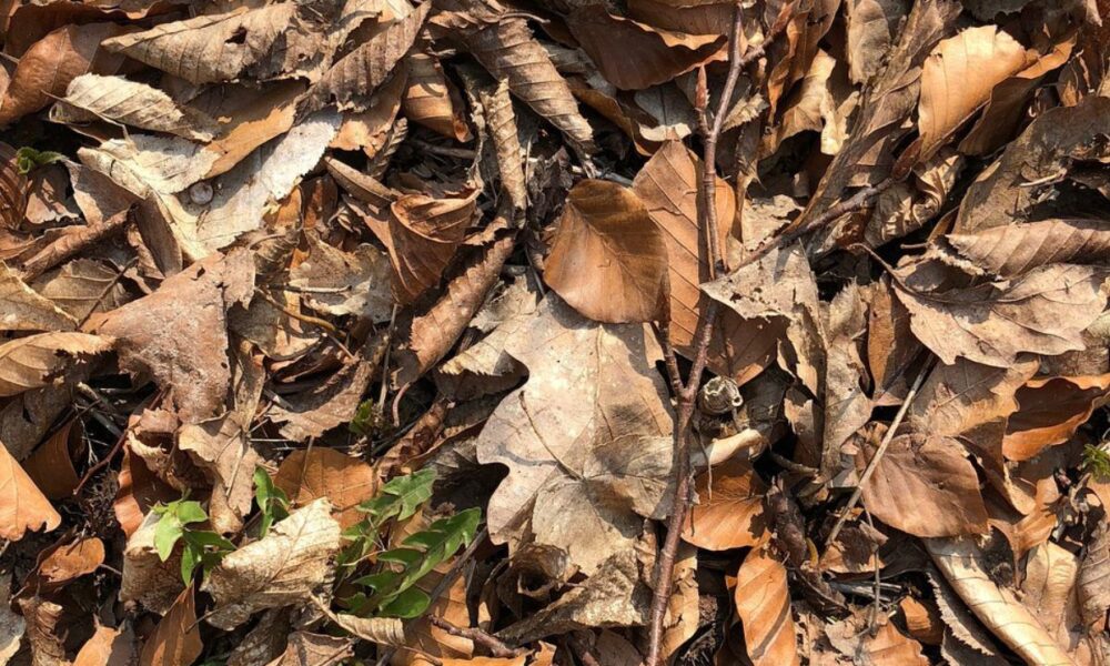 Опасный компост из листьев: как избежать ошибок на даче