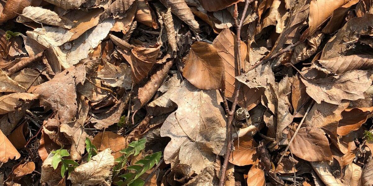 Опасный компост из листьев: как избежать ошибок на даче