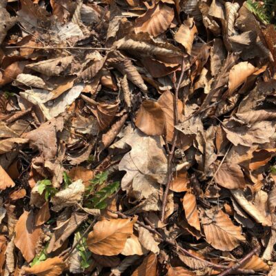 Опасный компост из листьев: как избежать ошибок на даче