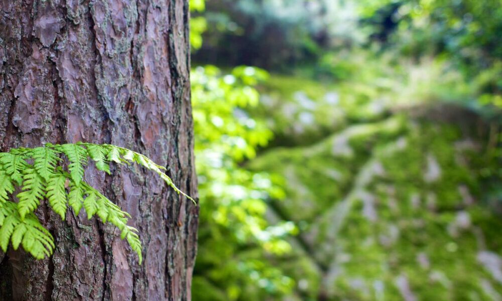 Как сохранить кору деревьев здоровой: 6 проверенных народных средств