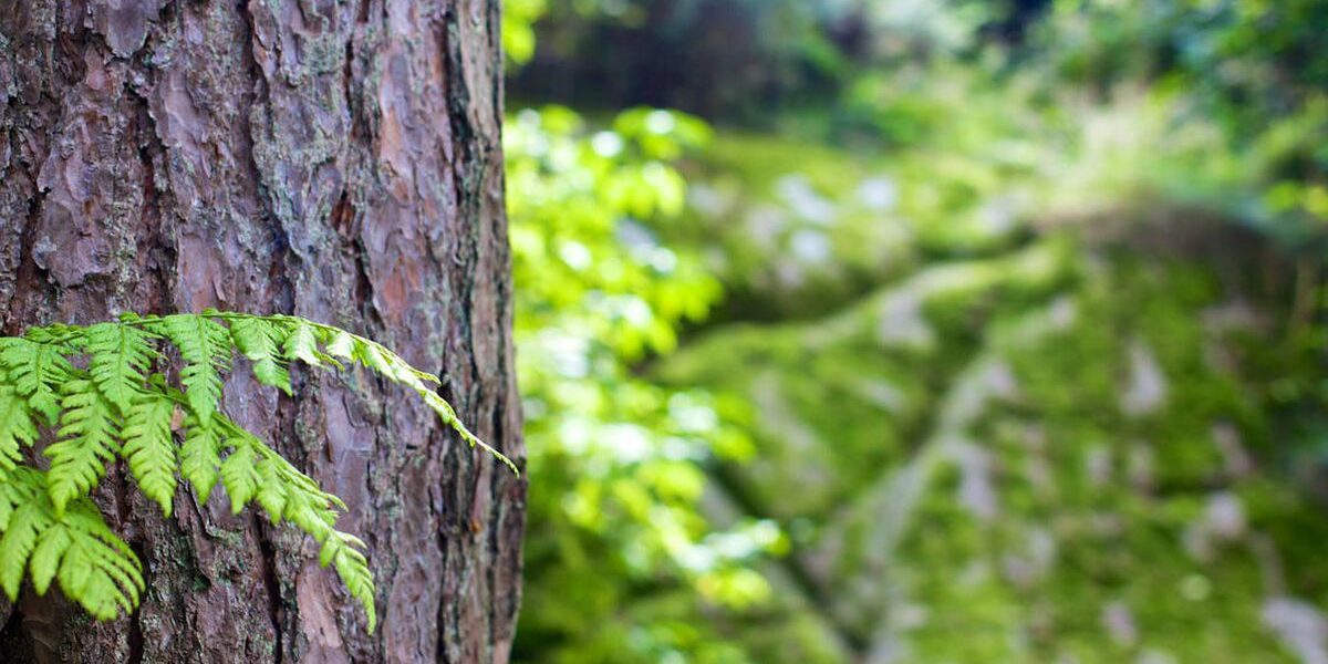 Как сохранить кору деревьев здоровой: 6 проверенных народных средств