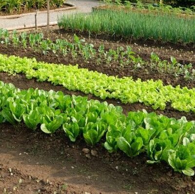 Секреты идеального сада: советы для дачниц