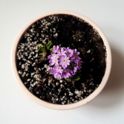 Признаки того, что ваши растения страдают от жесткой воды