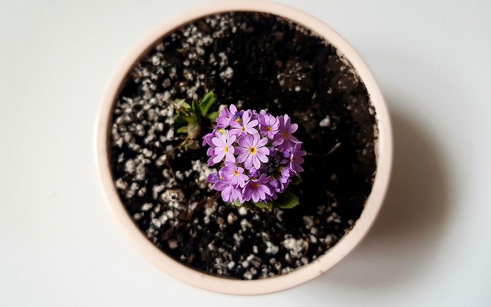 Признаки того, что ваши растения страдают от жесткой воды