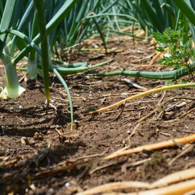 Лайфхаки для хозяйки: как вырастить пышный лук без стрелок