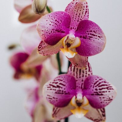 Секреты зимней подкормки орхидей для пышного цветения