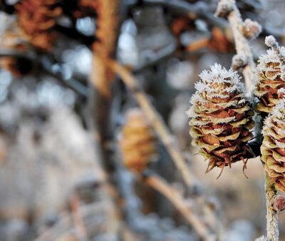 Хвойные растения в саду: создаем уют и красоту своими руками