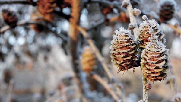 Хвойные растения в саду: создаем уют и красоту своими руками