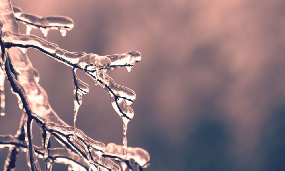 Весенние угрозы для вашего сада: 5 главных опасностей, которые нужно знать