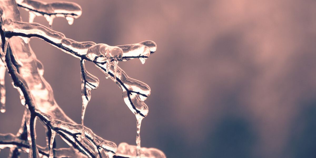 Весенние угрозы для вашего сада: 5 главных опасностей, которые нужно знать