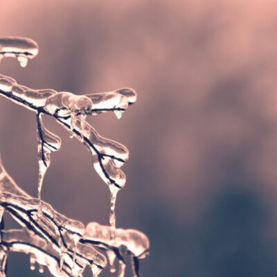 Весенние угрозы для вашего сада: 5 главных опасностей, которые нужно знать