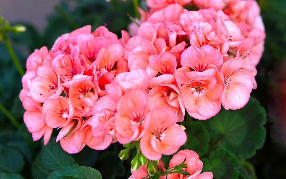 Как заставить герань цвести: простой секрет с обычной шпилькой