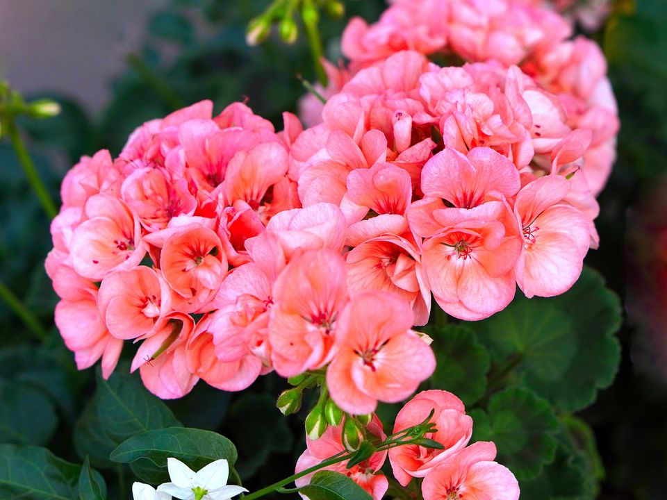 Как заставить герань цвести: простой секрет с обычной шпилькой